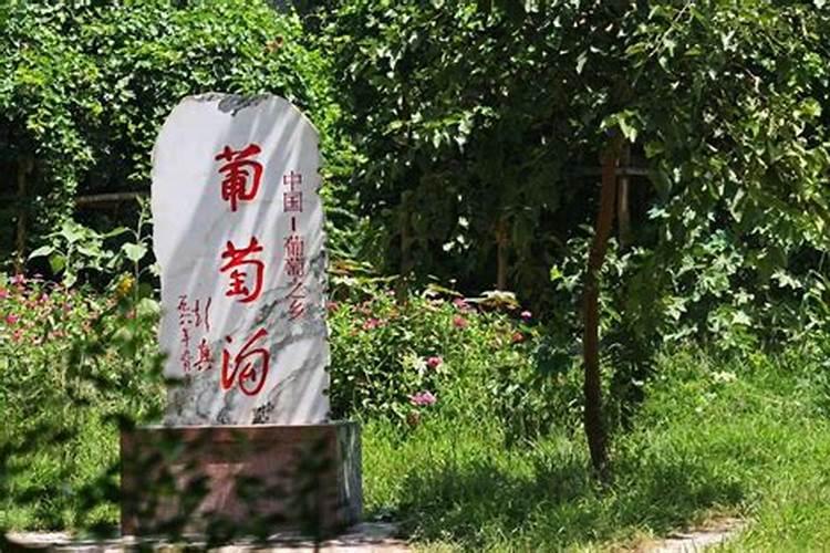 春天葡萄树发芽时施什么肥