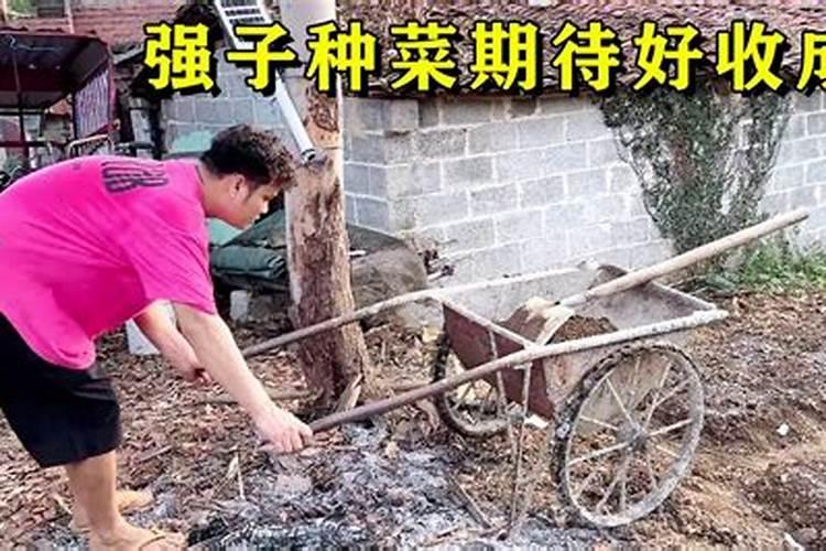 菜苗移栽几天后可施肥,移栽后枯萎怎么补救
