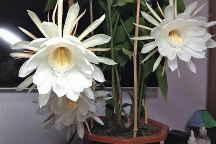 养昙花需要什么肥料,养昙花需要什么肥料和水
