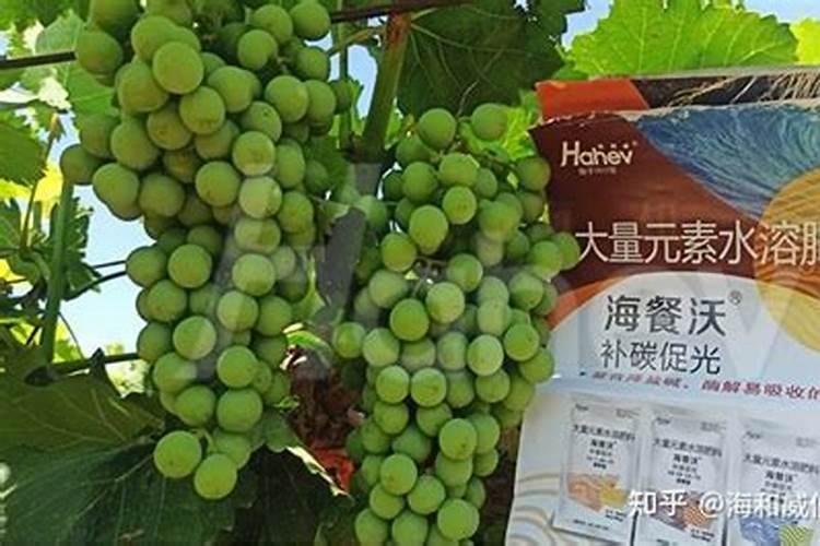 葡萄膨果肥用什么肥最好,葡萄的施肥时间是哪个时候