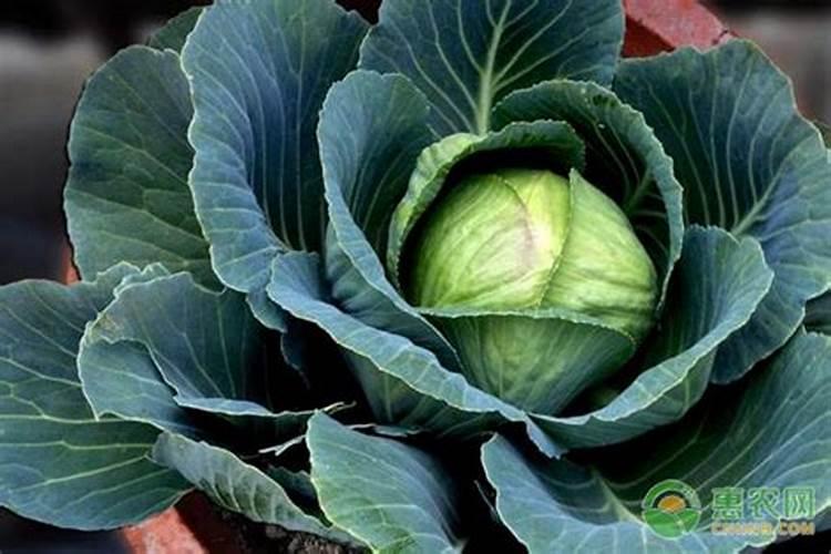 育的花菜白菜包菜苗出土后多少天可打点叶面肥？