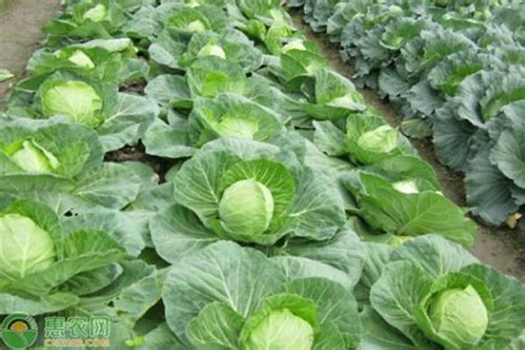油菜需要喷硼肥吗？什么时候喷合适呢？