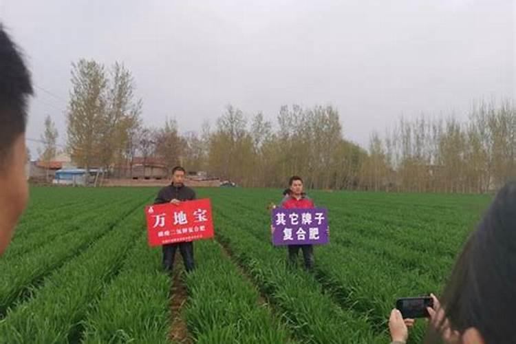 小麦没用底肥怎么办 后期如何合理追肥
