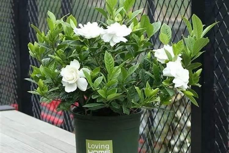 樱桃树就一截桩能结果吗？