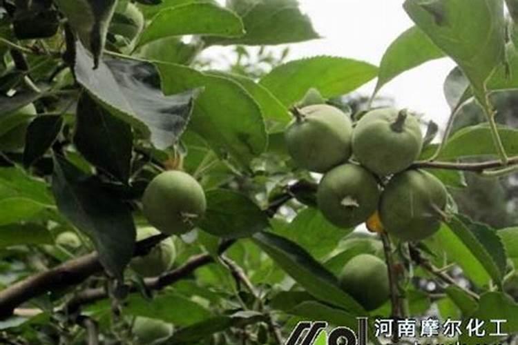 水溶肥苹果树一亩上多少