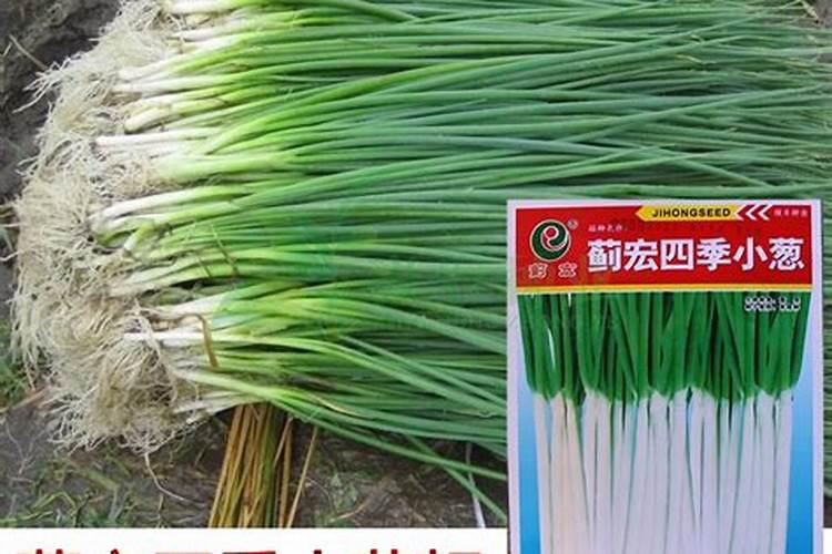 基地种植小葱的方法