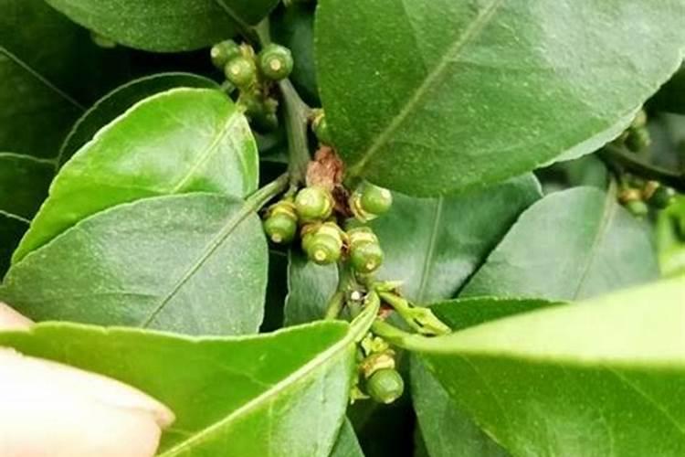 芸苔素内酯使用方法与用量