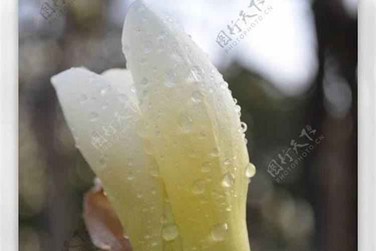 白兰花施什么肥料最好