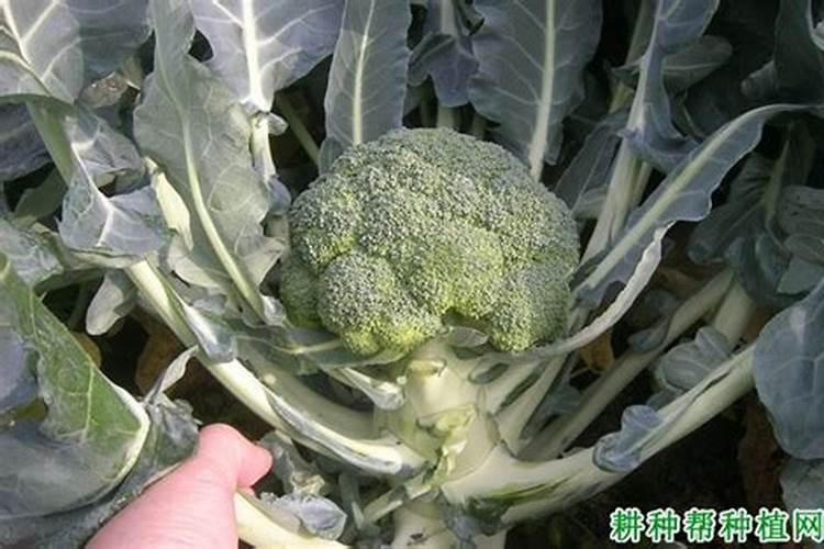 甘蔗可以用尿素追肥吗