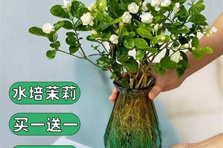 水培植物增氧与增肥的方法介绍