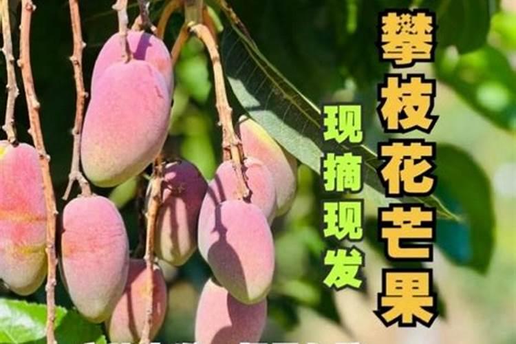 种芒果耍不要放复合肥种植芒果前要不要放复合肥？