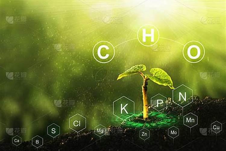 常见的氮肥有哪些适合哪些植物？