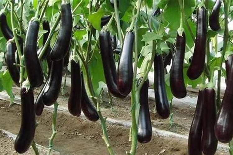 夏季种植茄子高产管理技术 茄子养殖需要注意什么