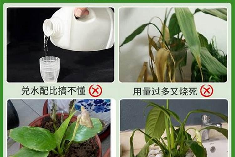 一帆风顺花水养怎么施肥