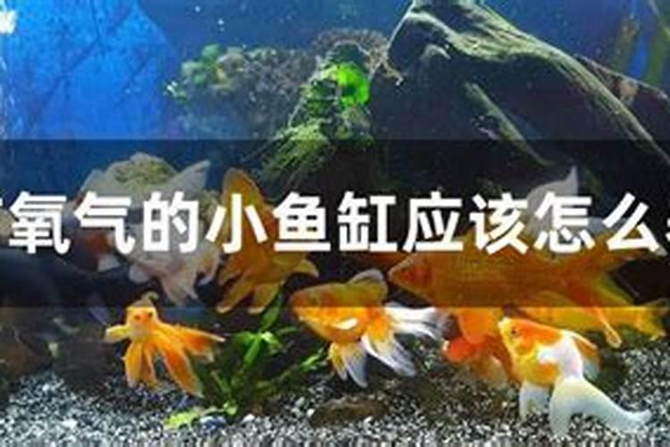 喂鱼吃饲料时有哪些注意事项？