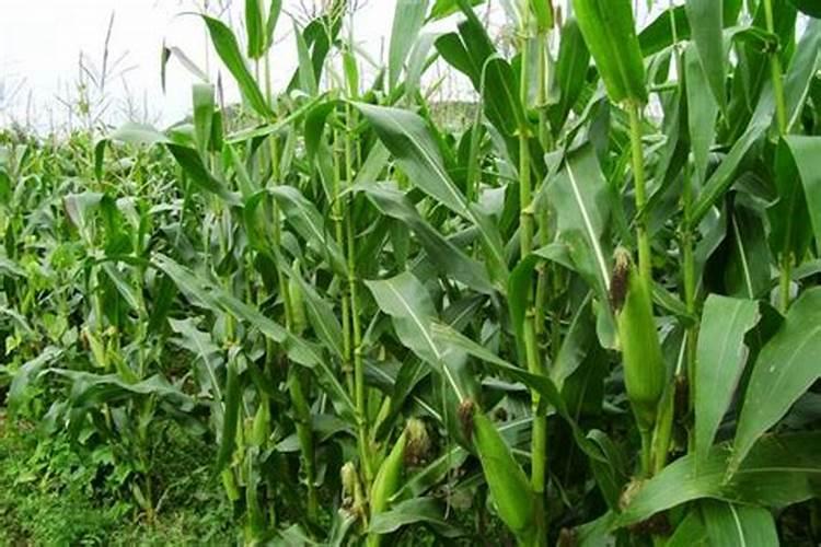 玉米几叶时可以用芸苔素