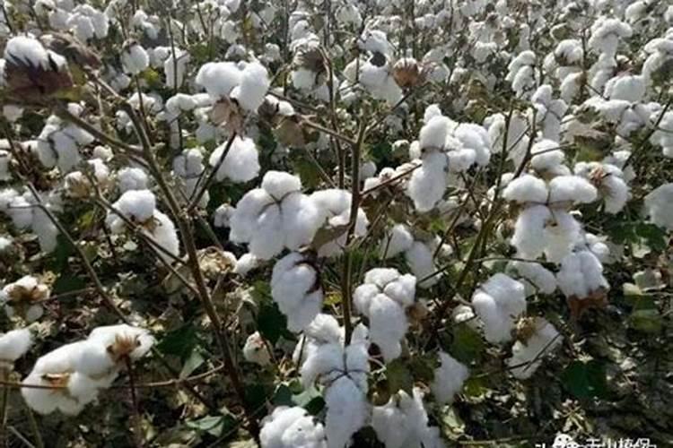 棉花后期需要什么肥料