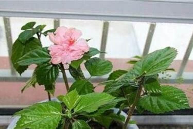 扶桑花的养殖方法