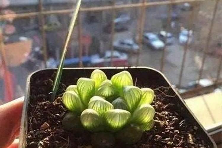 玉露香梨开花前打什么药