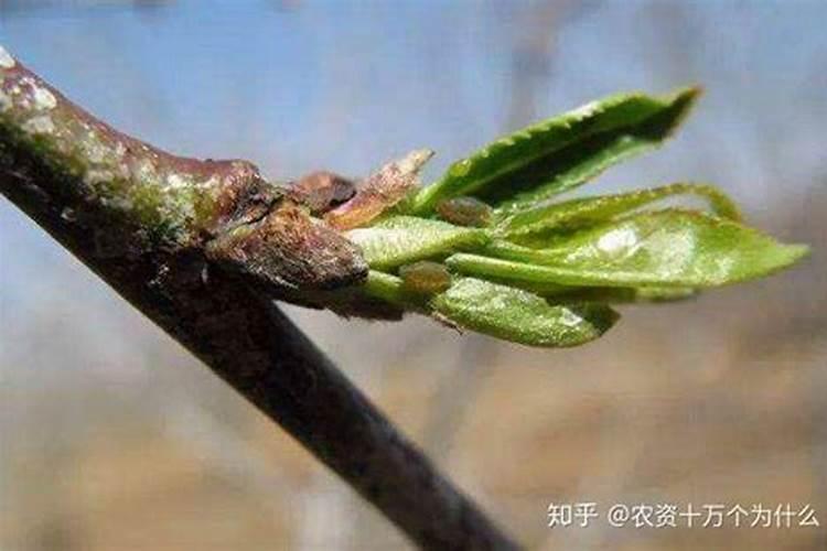 立春后桃树可以施什么肥