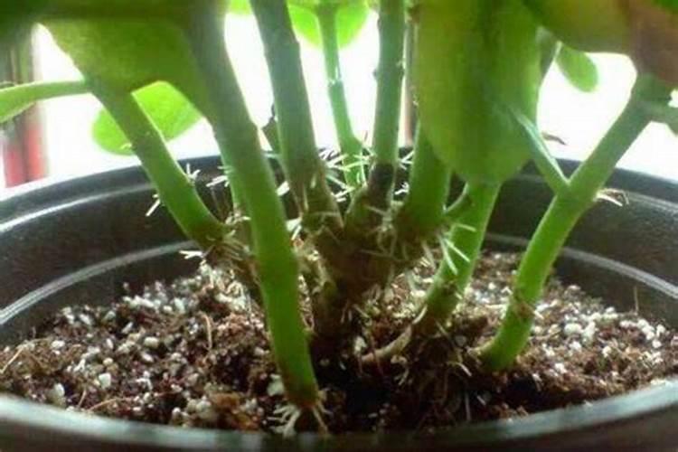 蔬菜出苗后多少天可以施肥