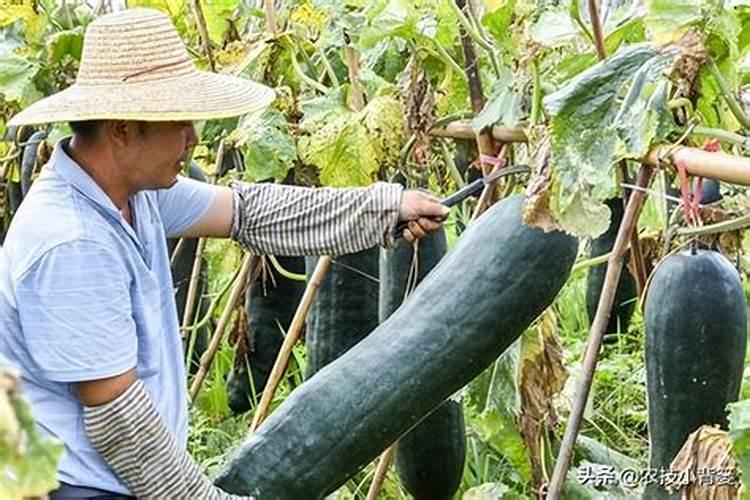 种冬瓜喜欢什么肥 冬瓜的施肥方法