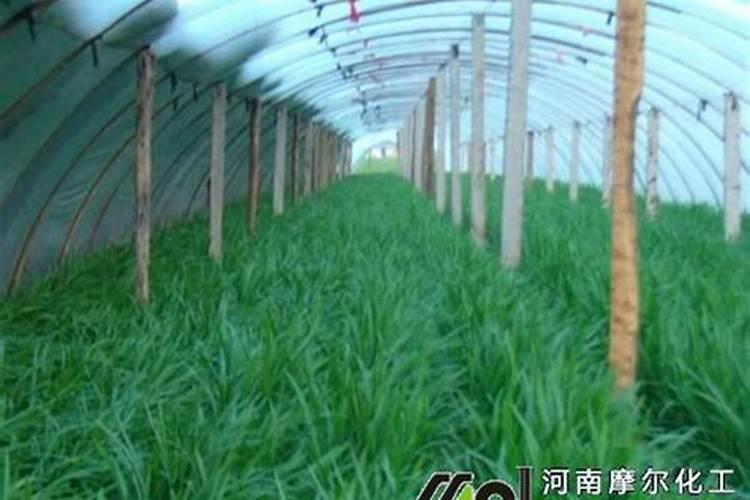 花卉叶面肥多久喷一次比较好 叶面肥打多了有害吗