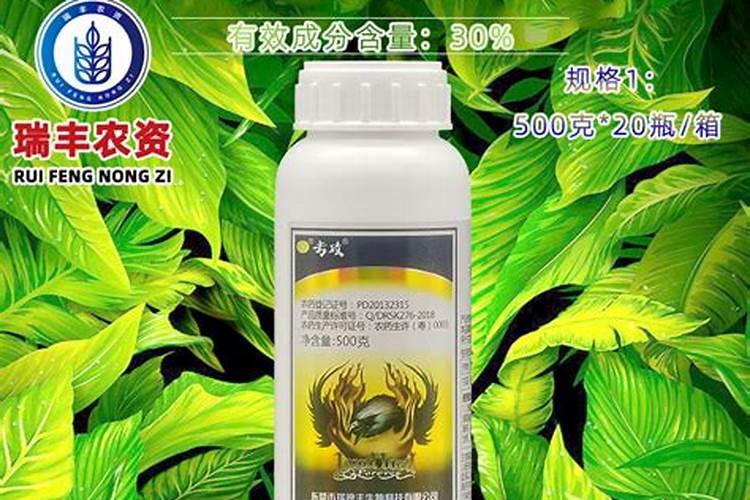 甘蓝病虫害防治技术与方法措施