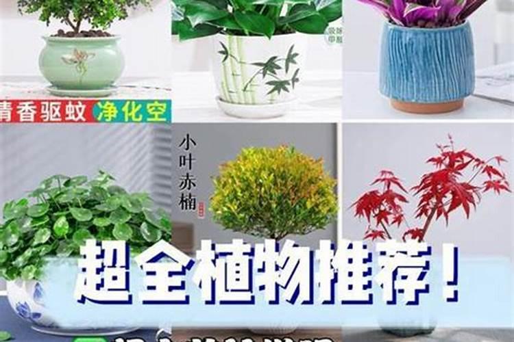 怎样养花能让花的叶子更绿