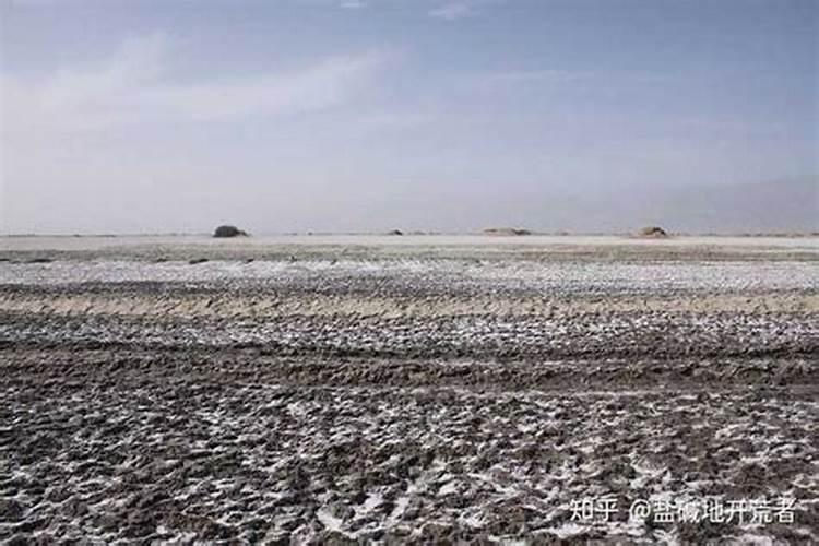 大棚盐碱地长绿苔怎么处理