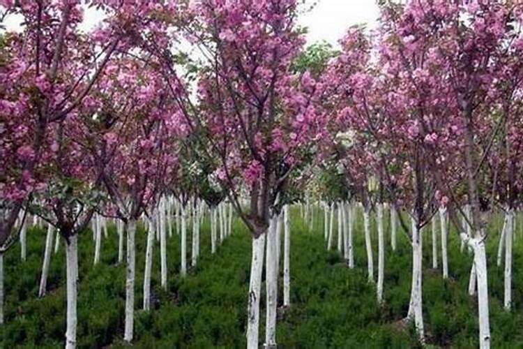 农用的复合肥可以种花树吗 种地的复合肥能给花用吗