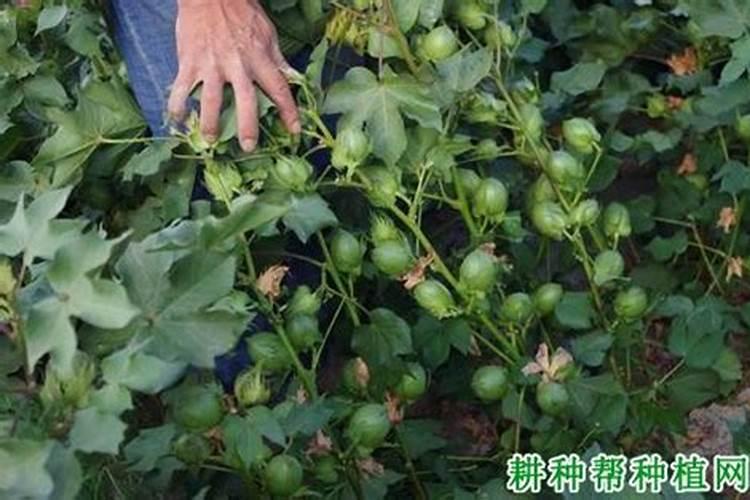 钾肥能撒在表面上吗