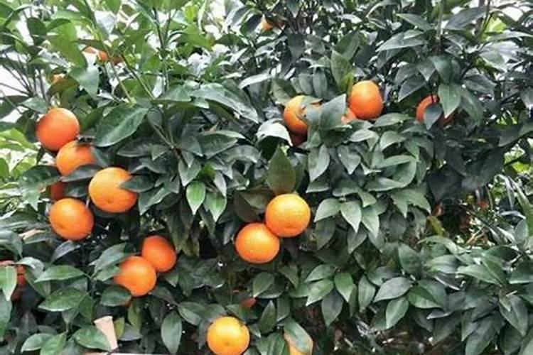 在柑橘开花的时候要用什么肥料才合适