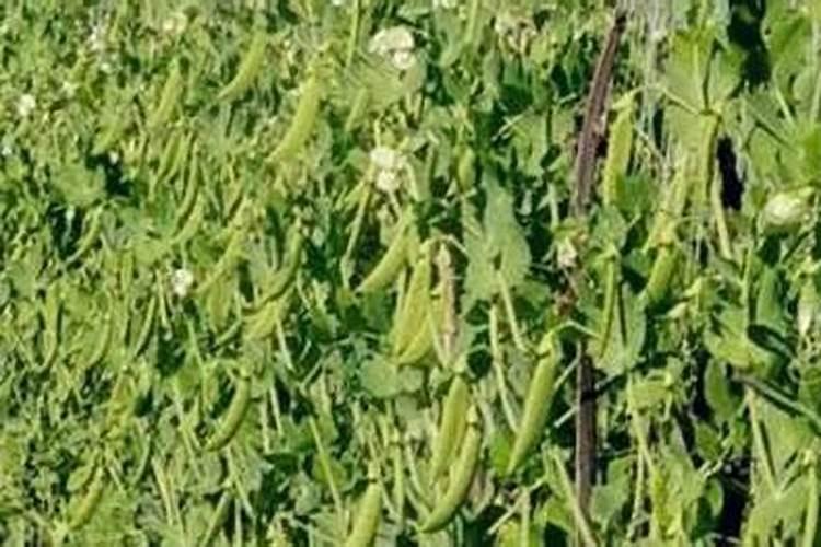 豌豆施什么肥好
