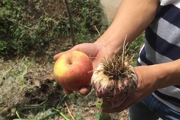 磷酸二氢钾喷大蒜可以吗？