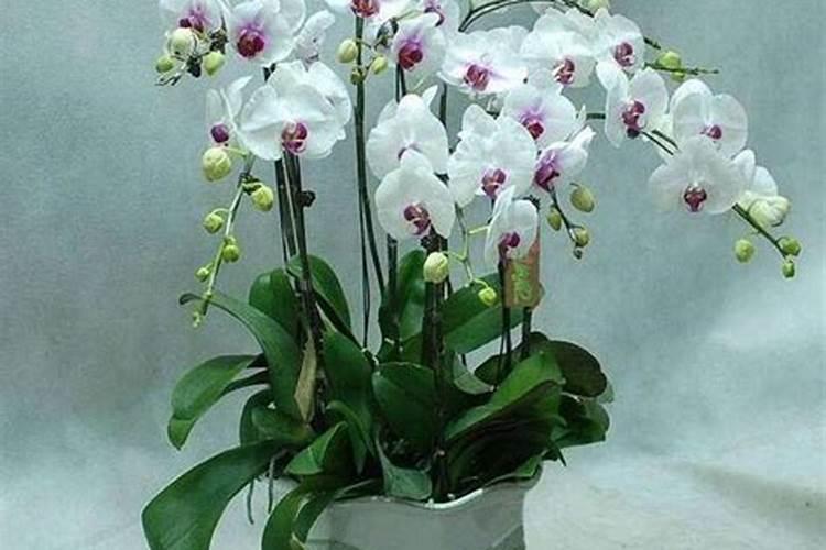 蝴蝶兰刚长花芽可以施肥吗