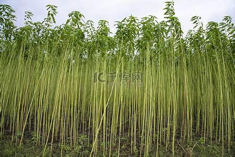 怎样种芝麻才能高产 种芝麻用什么肥料好