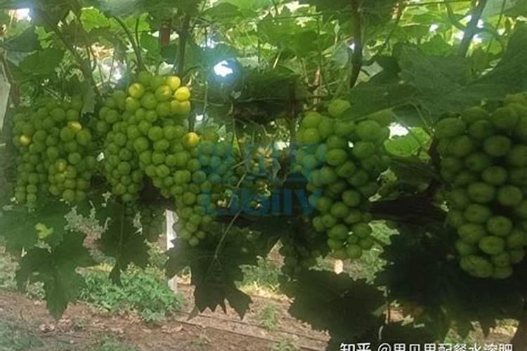 种葡萄用什么肥料