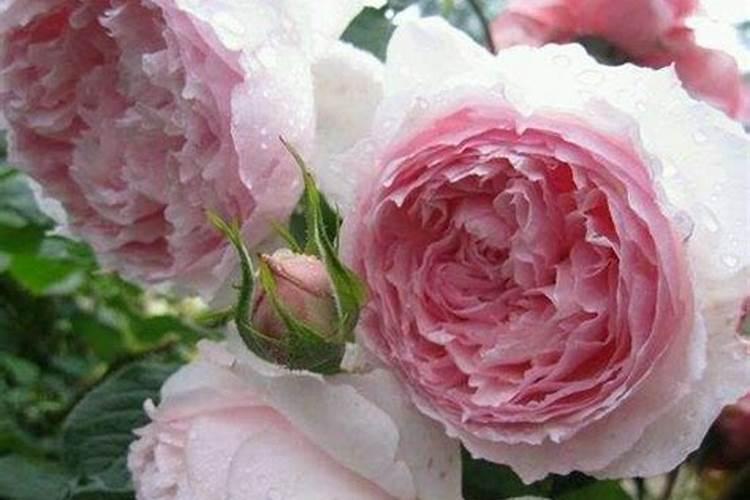 月季夏季施肥时间和方法