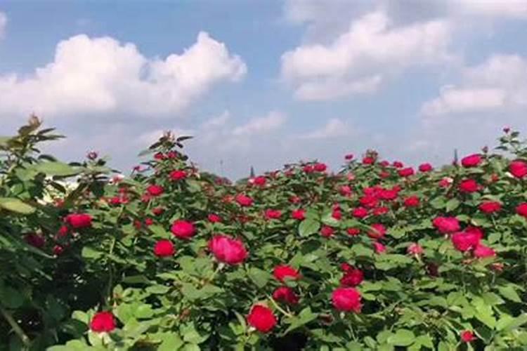 夏季养月季怎么施肥