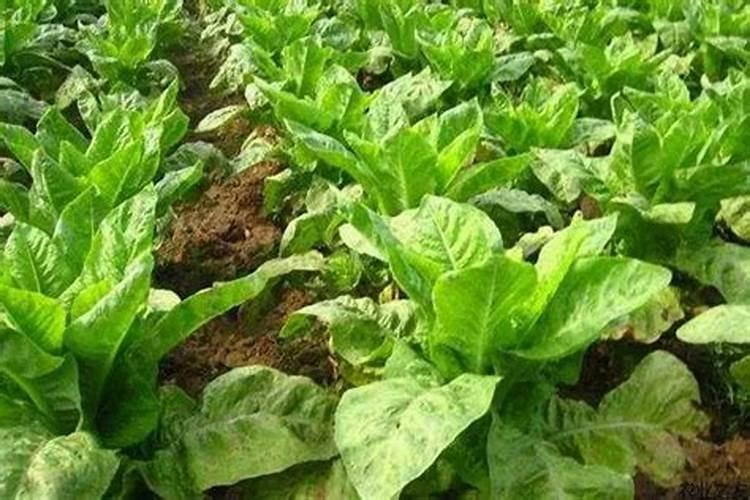 蔬菜复合肥料怎么施肥