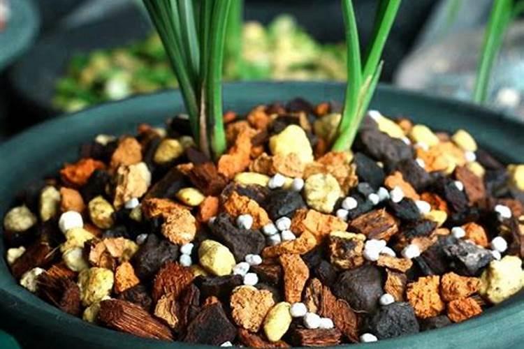 兰花用什么肥可以多开花,自制兰花肥料方法