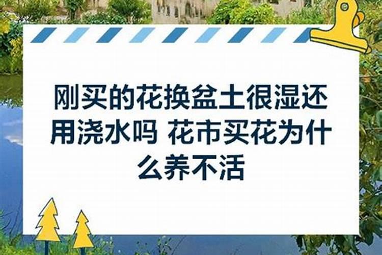 刚换盆的绿植可以晒太阳吗
