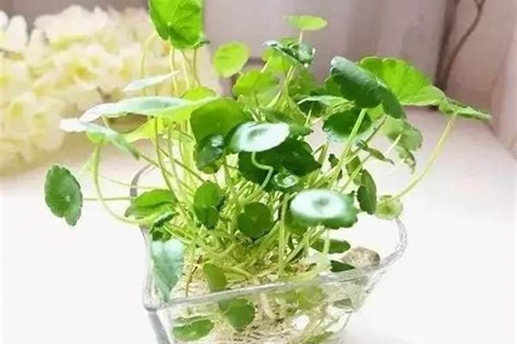 铜钱草怎么养比较茂盛