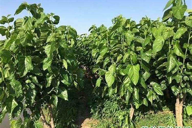 尿素和磷酸二氢钾叶面肥放桑叶可以吗