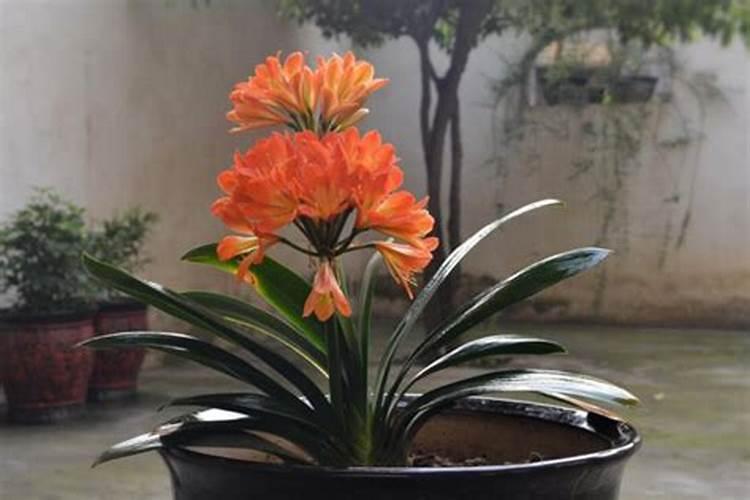 君子兰可不可以施草木灰