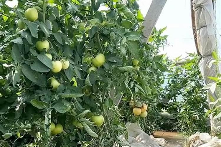 番茄多久施肥一次 番茄施肥的注意事项