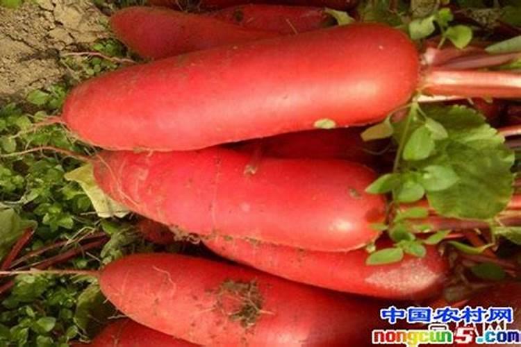 红皮萝卜用什么肥料光泽度亮？