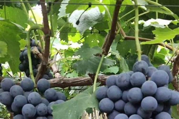 化肥是什么肥料它属于氮肥磷肥还是钾肥