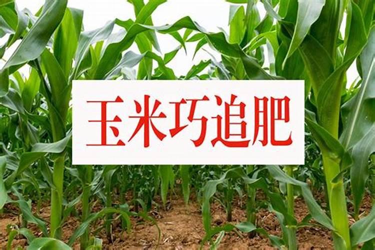 玉米底肥一次性施肥 氮磷钾 各用多少？